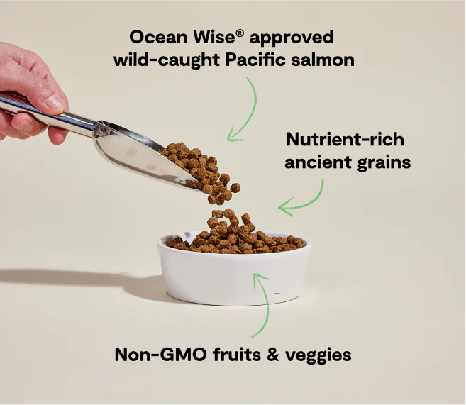 Open Farm Wild-Caught Salmon & Ancient Grains Dog Food