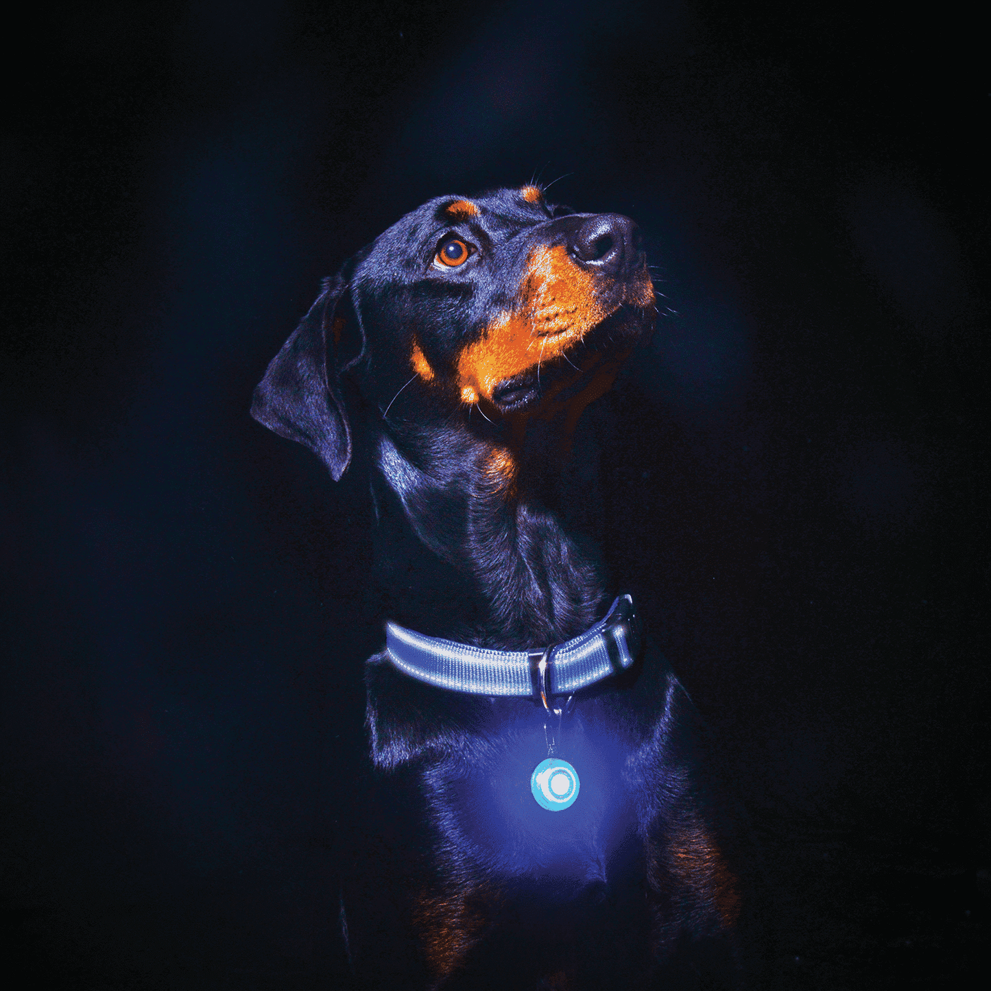 Rogz Roglite Safety Light Dog Tag