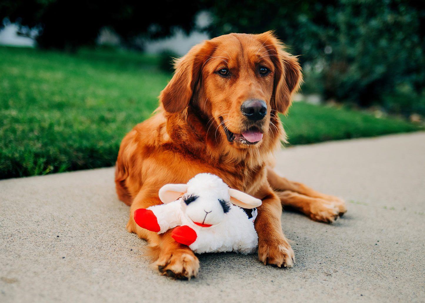 Multipet Lamb Chop Dog Toy