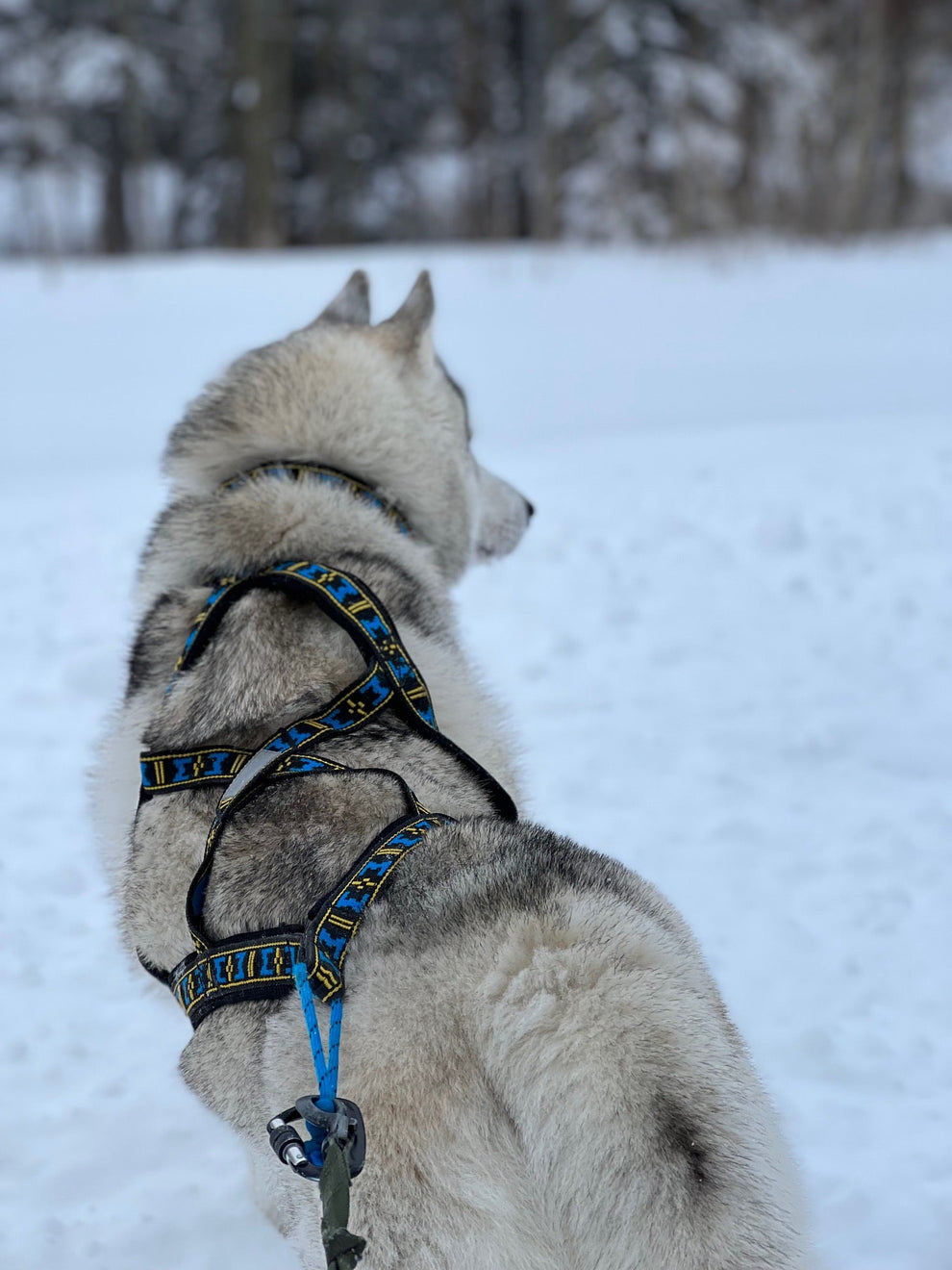 Manmat Sled and Canicross Harness - Ideal for Pulling Sports – Balto ...
