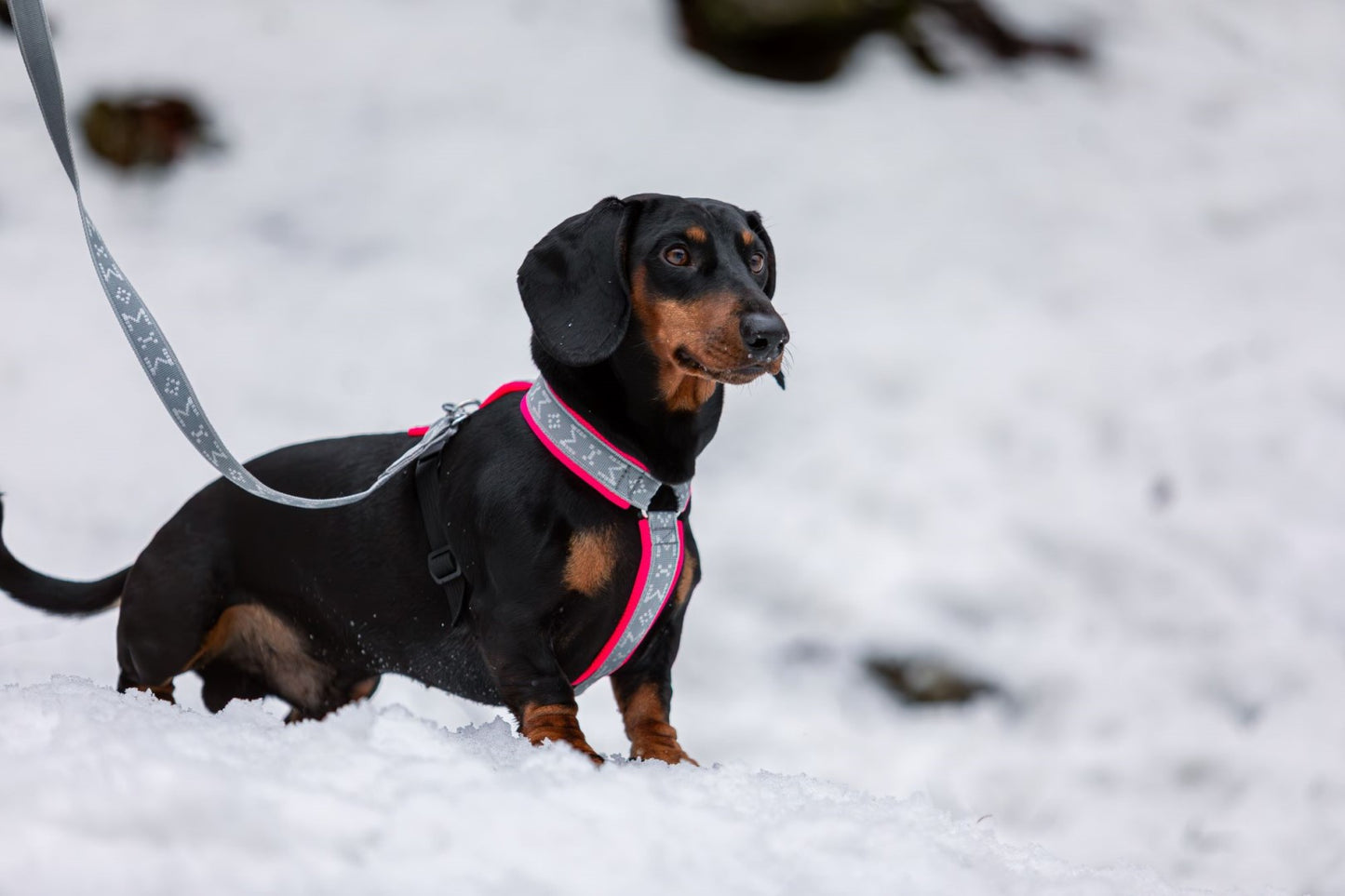 Manmat RICCO Harness for Small Breeds